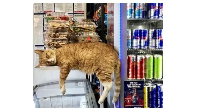8 Aksi Kucing saat Menjaga Toko Ini Bikin Geleng Kepala
