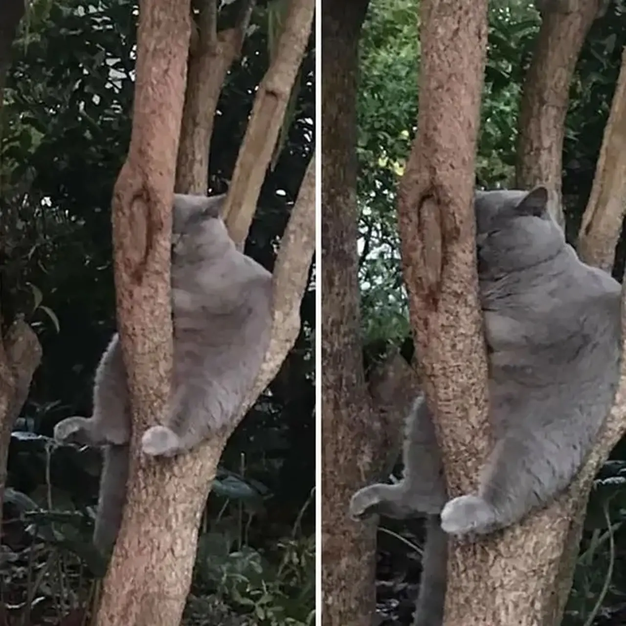 10 Potret Lucu Kucing di Atas Pohon, Ada yang Tidur Hingga Takut ...
