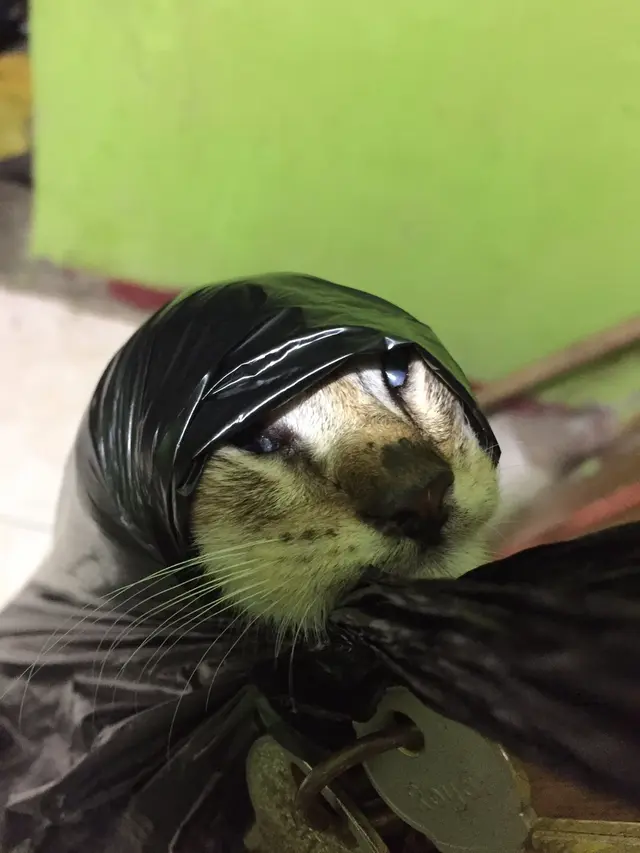 6 Kelakuan Nyeleneh Kucing saat di Dalam Plastik Ini Bikin Ketawa Geli