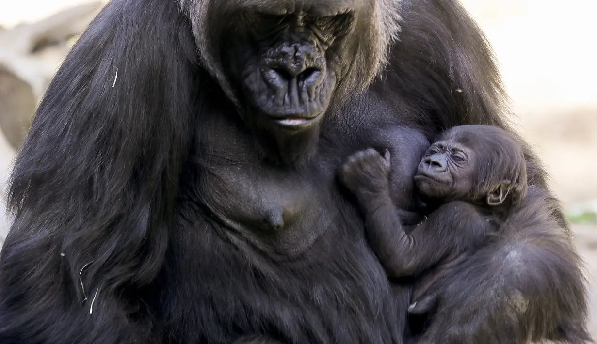 Bayi gorila betina berusia tiga minggu berada dalam pelukan induknya, Ndjia, di Kebun Binatang Los Angeles, California, Selasa (11/2/2020). Ndjia, yang berusia 25 tahun, akan menggendong bayinya sambil menyusui dalam pelukan selama tiga bulan pertama. (Mario Tama/Getty Images/AFP)