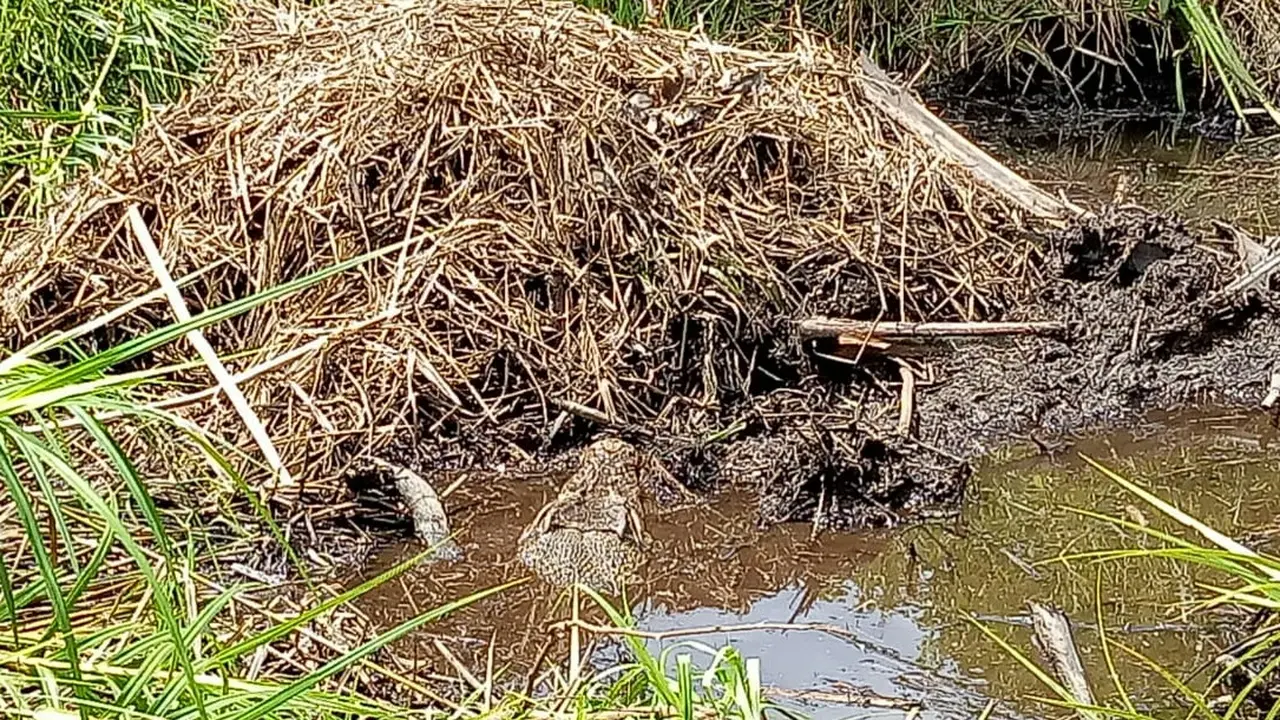 Buaya muara bertelur di kebun sawit di Kabupaten Agam, Sumatera Barat. (Foto: Liputan6.com/Novia Harlina)