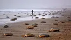 Penyu hijau meninggalkan Pantai Rushikulya usai bertelur, India, Kamis (16/2). Pantai Rushikulya menjadi salah satu pantai yang paling sering didatangi ribuan penyu hijau untuk meletakkan telurnya. (AFP PHOTO / ASIT KUMAR)