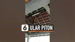 ular piton