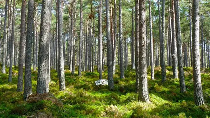 ilustrasi copyright pexels.com/pixabay.com