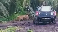 Harimau Bonita tak ketahuan rimbanya beberapa hari terakhir. (Liputan6.com/M Syukur)