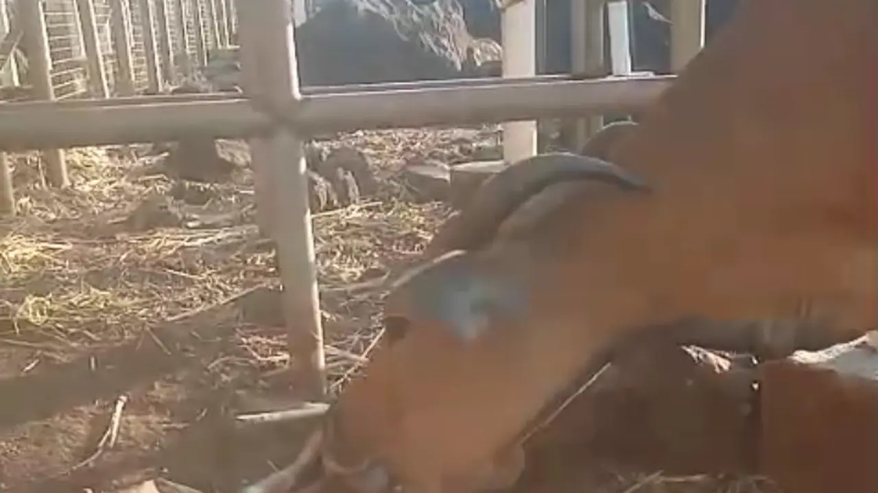 Banteng di Taman Nasional Balyran melahirkan (istimewa)