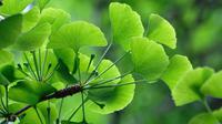 Ginkgo Biloba (sumber: Pixabay)
