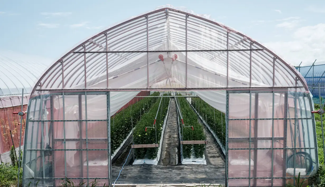 Pemandangan bunga lisianthus dalam rumah kaca di Namie, Prefektur Fukushima, Jepang, 30 Juli 2021. Sebagian dari bunga-bunga tersebut akan digunakan untuk karangan bunga kemenangan di Olimpiade Tokyo 2020. (YASUYOSHI CHIBA/AFP)