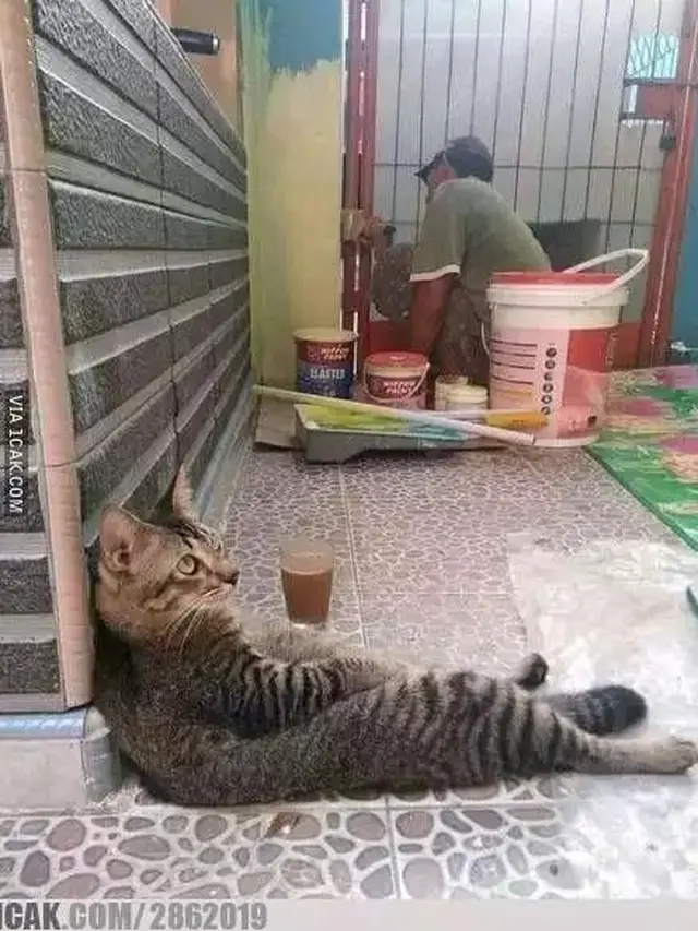 8 Potret Aksi Kucing Jadi Kuli Bangunan Ini Bikin Tepuk Jidat