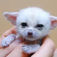 Inilah 7 bayi hewan yang memiliki wajah lucu. Beberapa di antaanya adalah hewan buas loh!