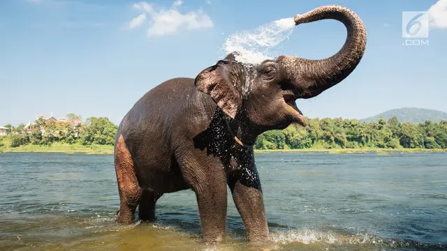 Gajah