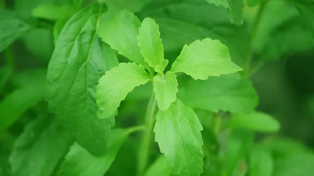 Stevia