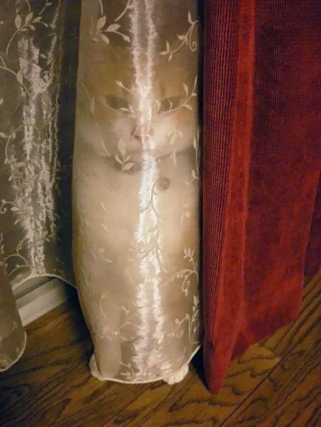 6 Foto Kucing Pandai Bersembunyi Ini Bikin Gemas, Banyak Tingkah