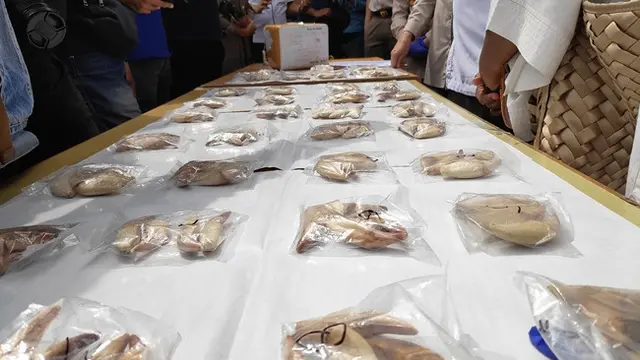 Ratusan taring milik 43 beruang yang dibantai diserahkan petugas bandara ke balai karantina pertanian.