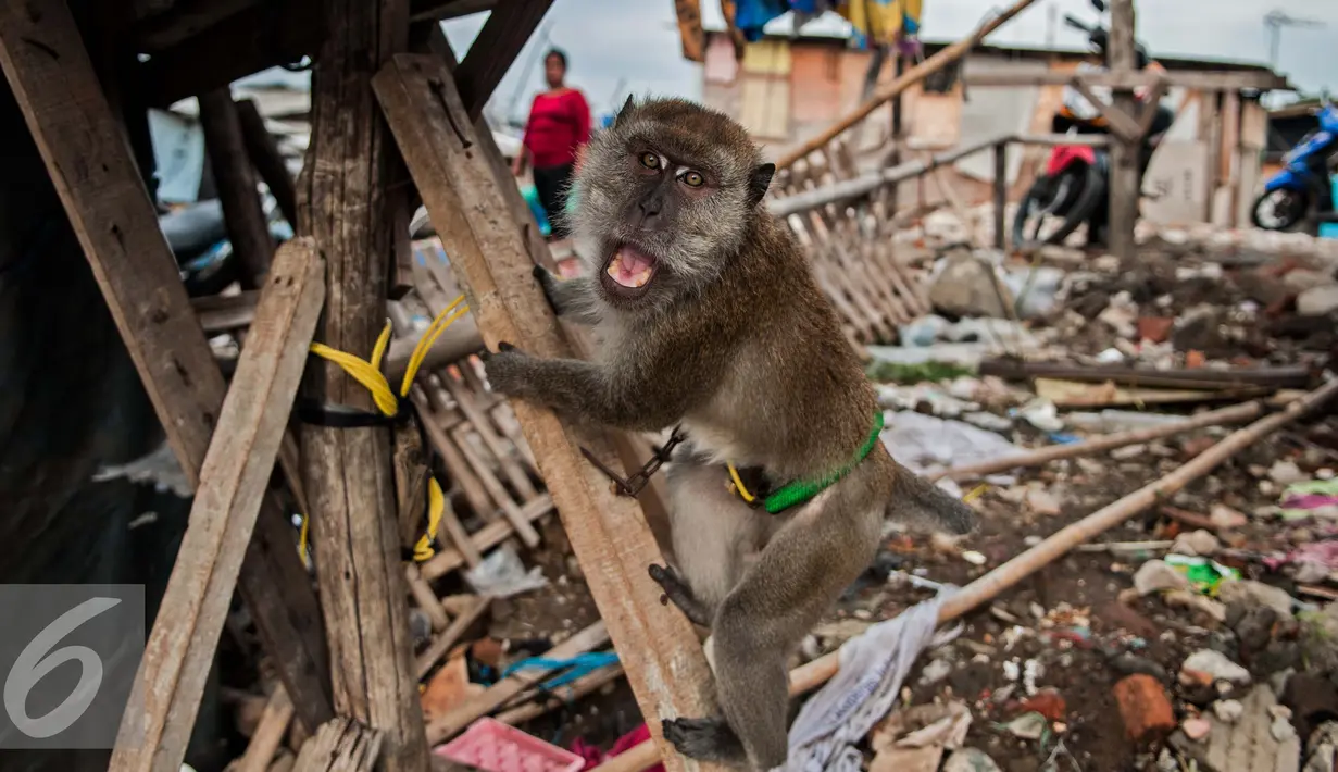 Ekpresi seekor Monyet ekor panjang (Macaca fascicularis) yang dipelihara warga di kawasan kampung akuarium, Jakarta, Senin (30/1). Habitat Monyet asli Asia Tenggara ini tersebar di berbagai tempat di Asia. (Liputan6.com/Gempur M. Surya)