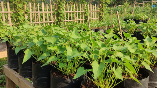 Tips Menanam Kangkung di Polybag, Panen Melimpah di Lahan Terbatas dalam Hitungan Minggu