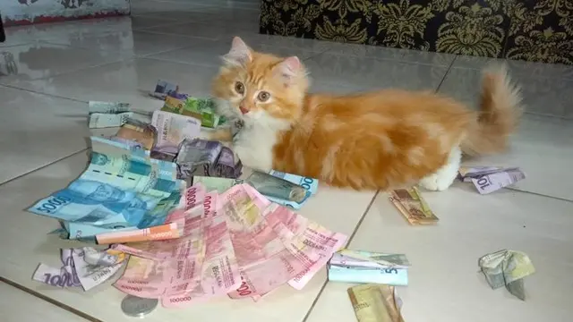 6 Tingkah Kucing Bawa Duit Majikan Ini Bikin Tepuk Jidat, Usil Banget
