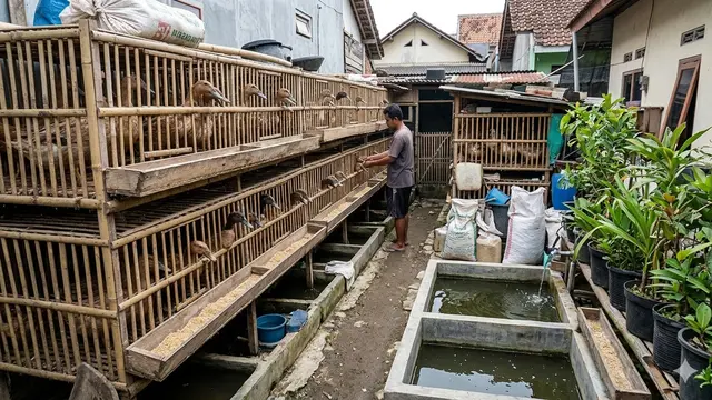 Cara Ternak Itik Mojosari di Lahan Sempit. AI