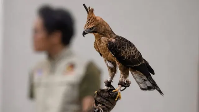 Elang Jawa yang merupakan inspirasi lambang negara Indonesia, Garuda. (Dok Emtek)