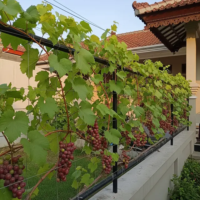 Inspirasi Kebun Anggur Rambat di Pagar Rumah yang Estetik dan Produktif