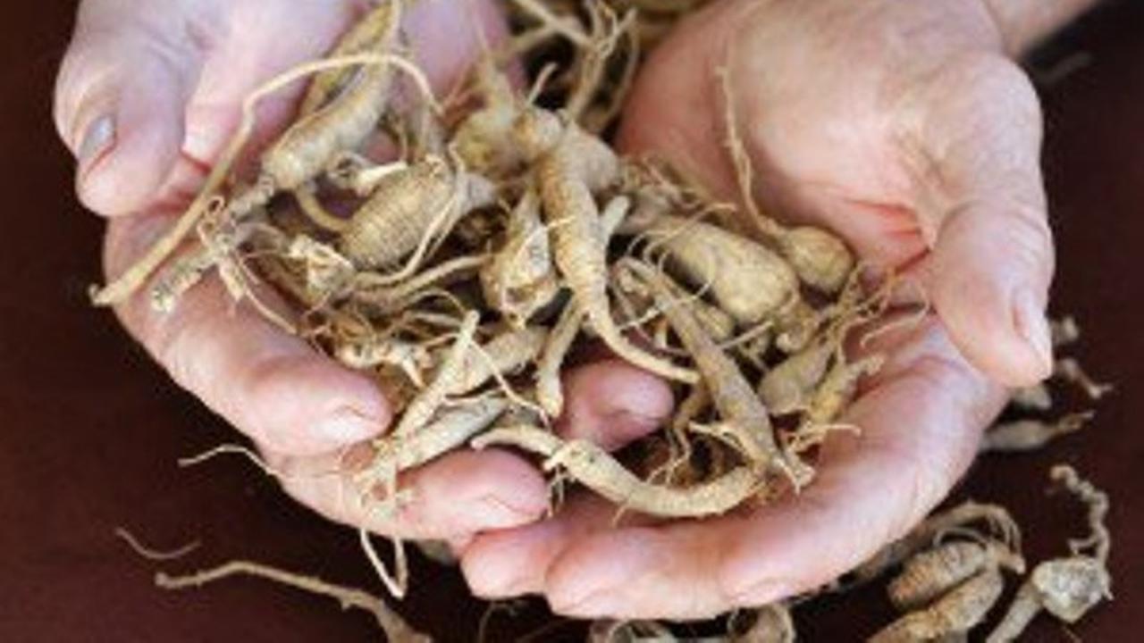 ginseng dan seks