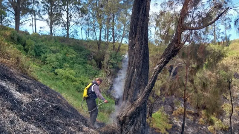 Kebakaran di Bromo  Sebabkan 1 Hektar Lahan Hutan di Bukit Kedaluh Hangus