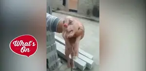 Aneh tapi nyata, seekor anak babi mutan terlahir dengan daging seperti penis di keningnya.