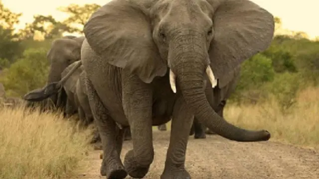 Ilustrasi Gajah (iStock)