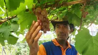 Muhtasim, warga Bontang, Kaltim saat hendak memanen buah anggurnya.