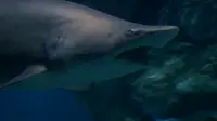 Menurut seorang saksi, peristiwa itu bermula ketika hiu jantan nampak menyenggol hiu betina.