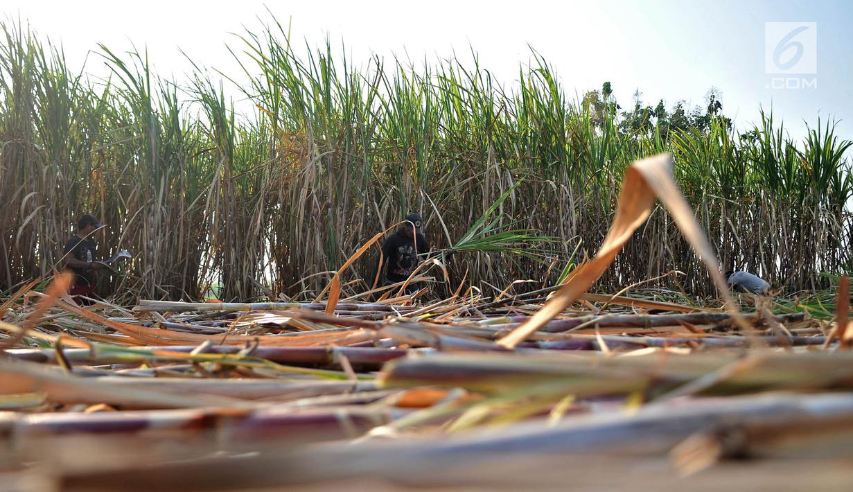 Aktivitas petani tebu di Desa Betet, Pesantren, Kediri, Jatim pada akhir September lalu. Petani tebu menuntut pemerintah segera menghentikan impor gula karena menyebabkan gula lokal tidak laku sehingga merugikan mereka.  (Merdeka.com/Iqbal S. Nugroho)