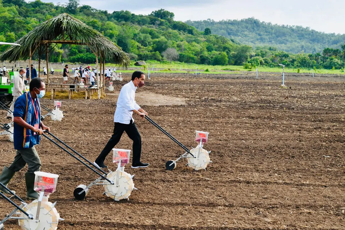 Presiden Jokowi melakukan penanaman jagung bersama masyarakat di Kabupaten Belu, Provinsi Nusa Tenggara Timur