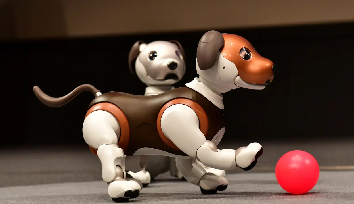 Robot versi ukuran anak anjing "Aibo" pada konferensi pers di Tokyo, 23 Januari 2019. Mata robot ini dilengkapi LED canggih yang akan berkeliaran di sekitar rumah pada waktu yang telah ditentukan untuk mengawasi anggota keluarga. (Kazuhiro NOGI/AFP)