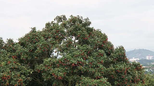 Pohon Rambutan