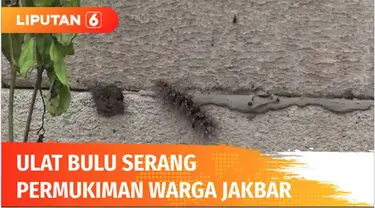 Serbuan ulat bulu dari lahan kosong ke pemukiman juga membuat resah warga Duri Kosambi, Cengkareng, Jakarta Barat. Serbuan ulat bulu sejak 5 hari terakhir langsung dibasmi petugas pemadam kebakaran.