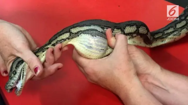 Seekor ular di Australia diselamatkan setelah menelan bola tenis.