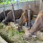 Salah satu peternakan sapi di Balikpapan. (Liputan6.com/Istimewa)