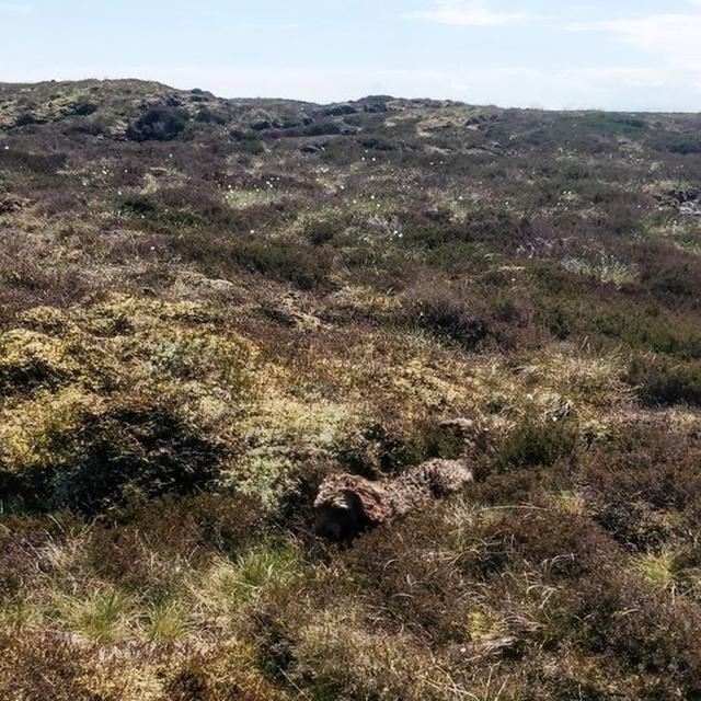Jago Berkamuflase, Ini 8 Potret Lucu Hewan Peliharaan Saat Bersembunyi