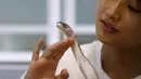Pengunjung bermain bersama seekor ular saat makan di sebuah kafe ular bernama 'Tokyo Snake Center' di distrik fashion Harajuku, Tokyo, 14 Agustus 2015. Sekali kunjungan, pengunjung hanya perlu membayar sekitar Rp108 ribu. (REUTERS/Toru Hanai)