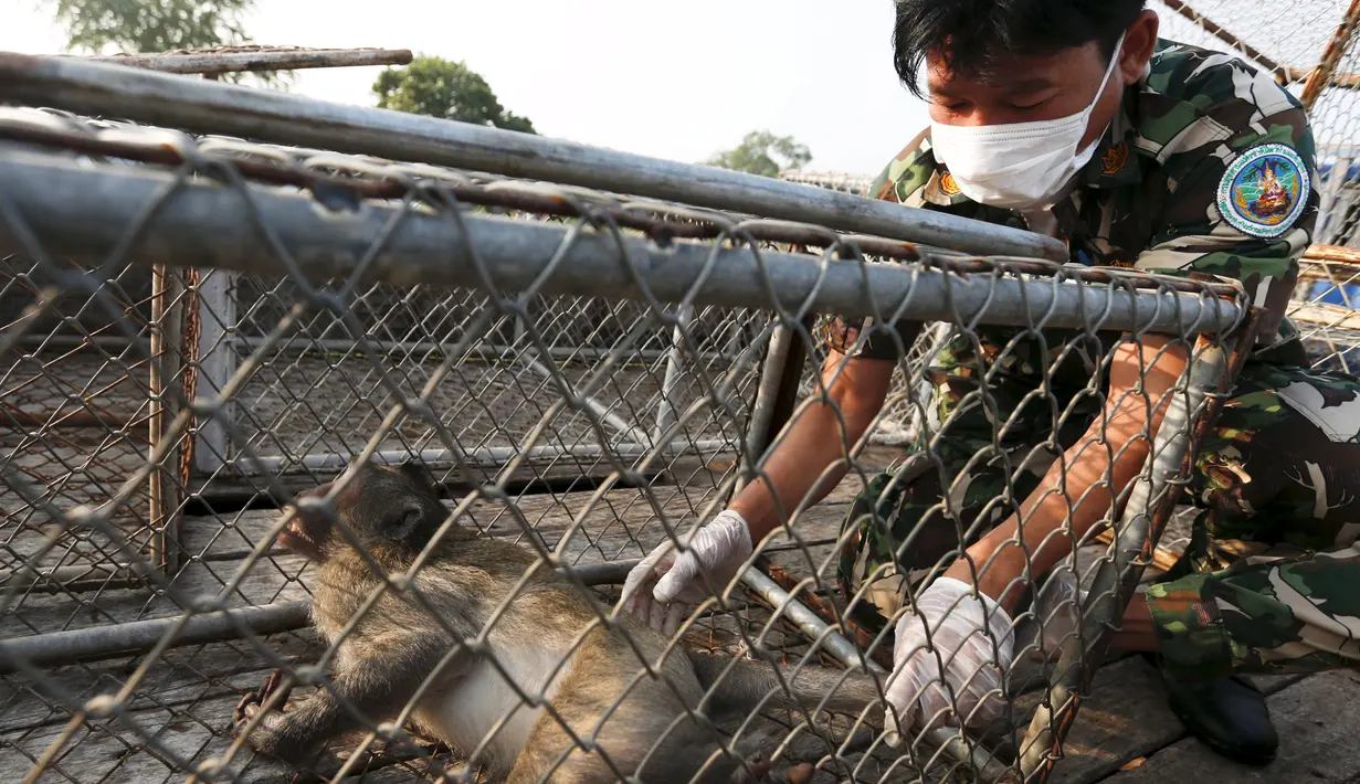 Petugas satwa memasukan monyet ekor panjang ke dalam kandang di sebuah desa, Bangkok, Thailand, (21/9/2015). Pemerintah Thailand merelokasi kera ekor panjang untuk mengurangi konflik dengan masyarakat setempat. (REUTERS/Chaiwat Subprasom)