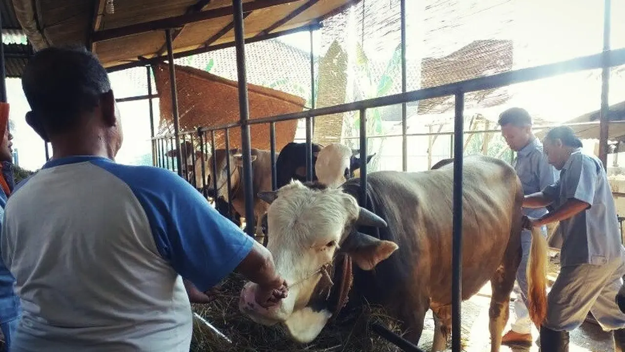 Sapi Kurban