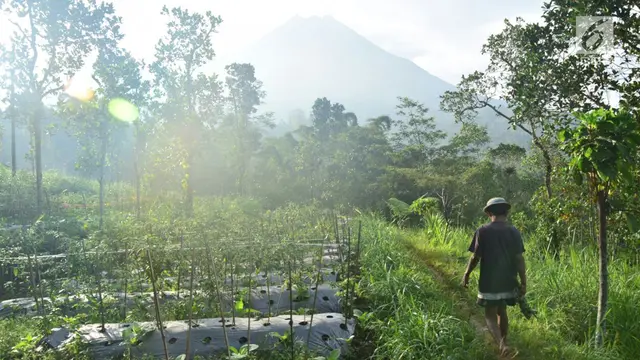 Merapi dari Pos Babadan Muntilan