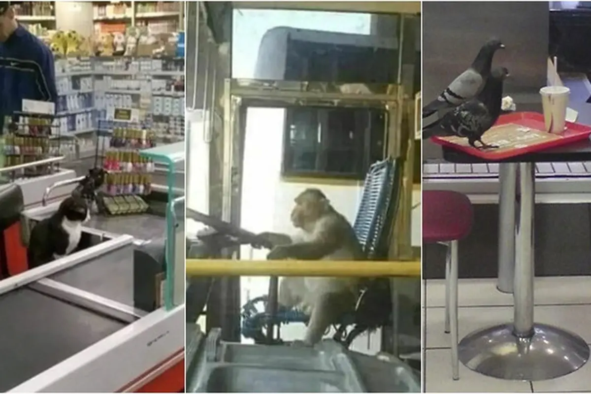 8 Potret Aksi Hewan Meniru Kegiatan Manusia, Nongkrong Bareng Sampai Nge-Gym