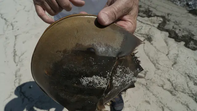 Konservasi kepiting tapal kuda
