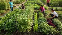 7 Inspirasi Taman Sayur Produktif untuk Komunitas Ibu Rumah Tangga, Panen Melimpah, Hemat Biaya