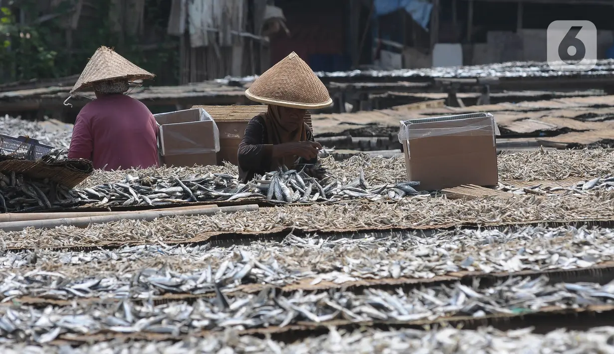 Pekerja menjemur ikan asin di perkampungan nelayan Muara Angke, Jakarta, Selasa (5/12/2023). (merdeka.com/Imam Buhori)
