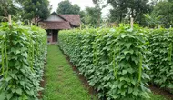 8 Ide Kebun Koro Pedang untuk Lahan Menganggur, Solusi Hemat Ruang dan Panen Maksimal