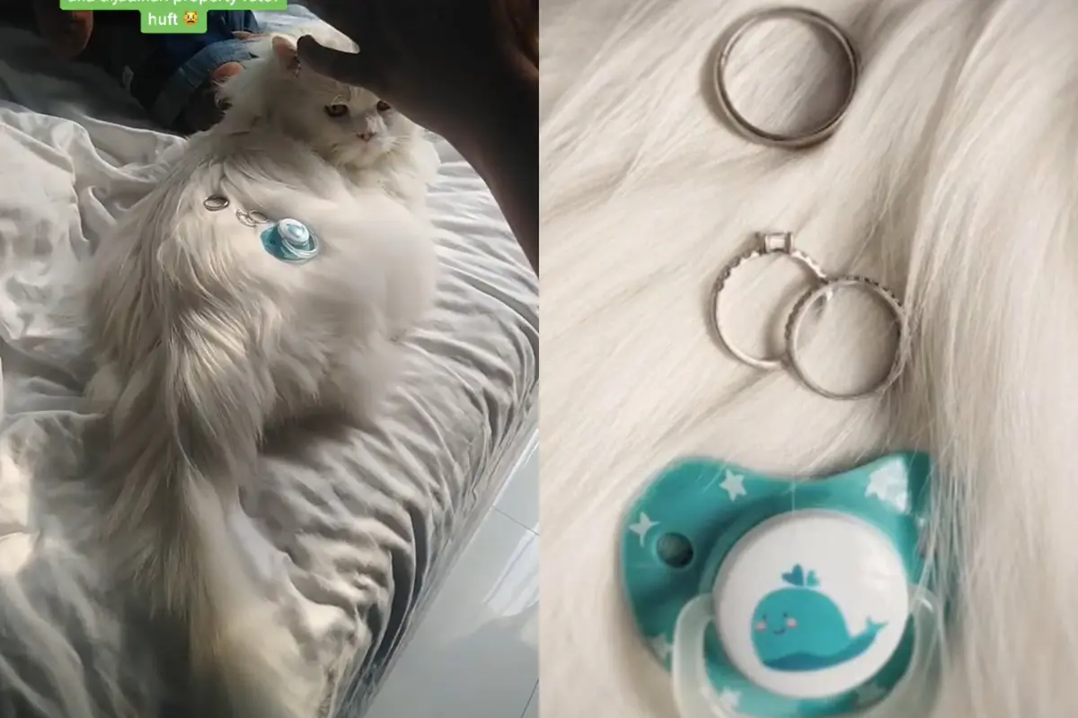 Tips foto kian estetik pakai bulu kucing.