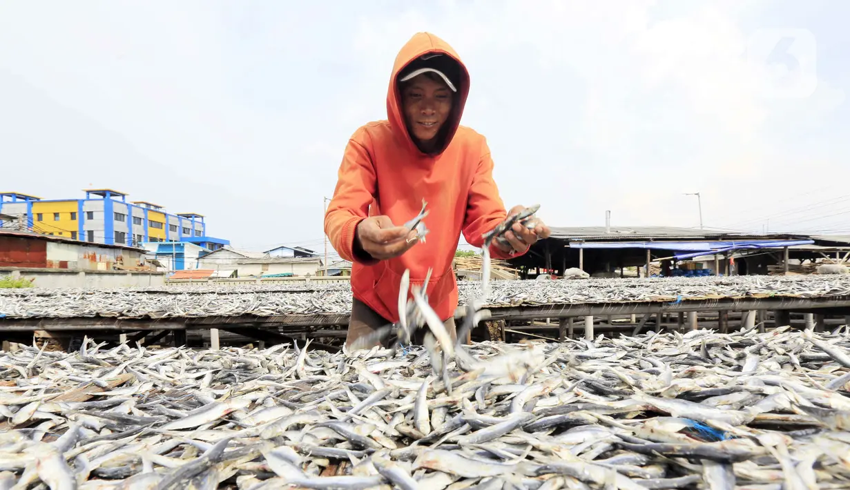 Pekerja menjemur ikan asin di Jakarta, Minggu (6/2/2022). Pengusaha ikan asin di daerah tersebut mengaku mengurangi produksinya karena permintaan pasar sedang turun dan terkendala proses pengeringan akibat curah hujan. (Liputan6.com/Angga Yuniar)