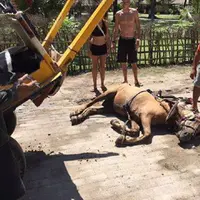 Kuda di Gili Trawangan ambruk karena kelelahan bekerja